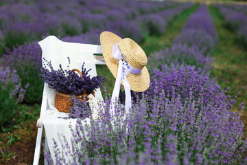 Beautiful lavender flowers in wicker basket and straw hat on white chair in blooming field