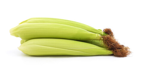 Fresh corn on the cobs.