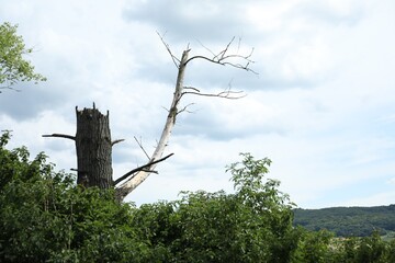 Broken tree trunk with branch under cloudy sky