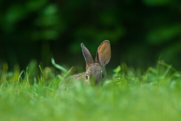 rabbit hiding in the grass