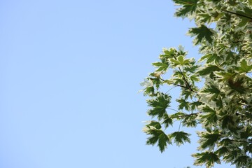 Beautiful tree branches with green leaves against blue sky, low angle view. Space for text