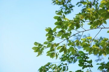 Beautiful tree branches with green leaves against sky, closeup. Space for text