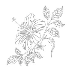 Hibiscus Flower Line Art Drawing