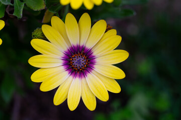 Real Outdoor Yellow, Pink, Purple, White Daisy, Shrubby Daisybush, Osteospermum Fruticosum, Macro...