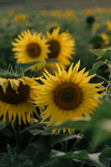 Obraz premium close up of sunflowers in the field at sunset