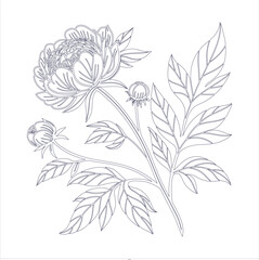 Peony Flower Line Art Illustration
