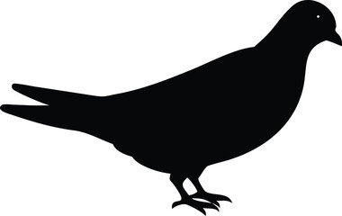 silhouette of a pigeon