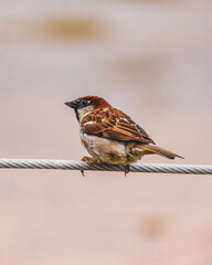 Common Brazilian Sparrow Resting on a Metal Wire Fence in Rural Setting