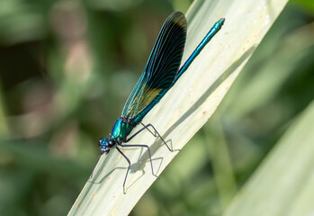 Libelle