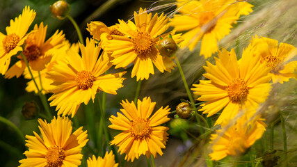 yellow flowers in the garden green background