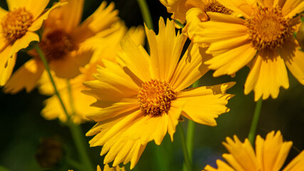 yellow flowers in the garden