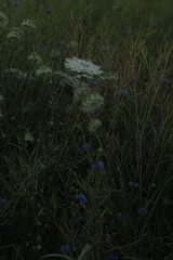 morning dew on the grass