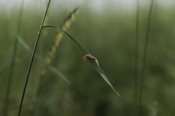 snail on the grass