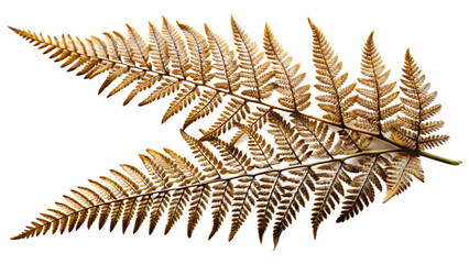 Naklejka premium Photo of a single dried fern leaf, isolated on transparent background, showcasing its intricate structure and delicate, goldenbrown coloration, a symbol of natures beauty