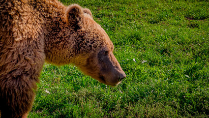 Obraz premium brown bear in the woods