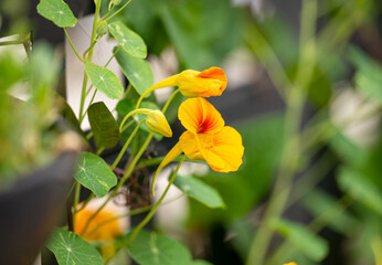 Close up of Nasturtium Plant with Orange Red Flowers