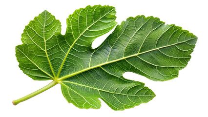 Fototapeta premium Photo of a single vibrant green fig leaf with intricate veins, isolated on a transparent background, showcasing its natural texture and organic shape