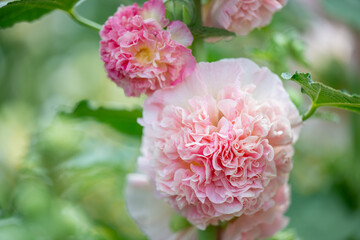 Hollyhock Peaches and Dreams Plant  Flowering in Garden