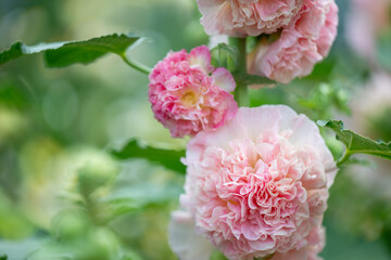 Hollyhock Peaches and Dreams Plant  Flowering in Garden