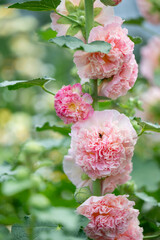 Hollyhock Peaches and Dreams Plant  Flowering in Garden