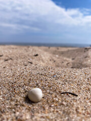 A small white seashell lies on coarse sand in sharp focus, with a soft blurred seashore and blue sky in the background. A peaceful and minimalistic summer beach scene full of natural beauty.