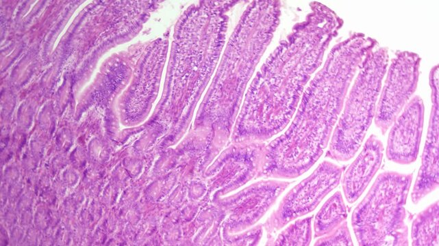 Histology Microscope Video of Mammal Ciliated Columnar Epithelium (Dog, 100x)