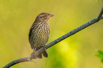 Red-winged blackbird  on a branch