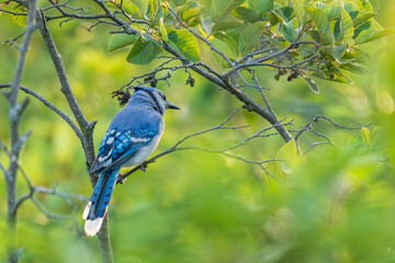 Blue jay on branch