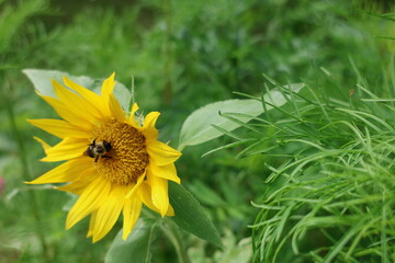 bee pollinating a yellow sunflower in the garden
