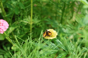 moth on the flower