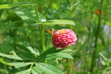 moth on the flower