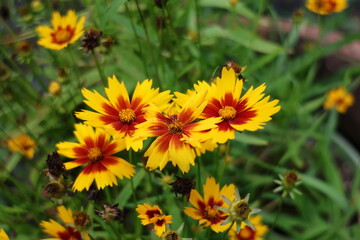 yellow flowers in the garden
