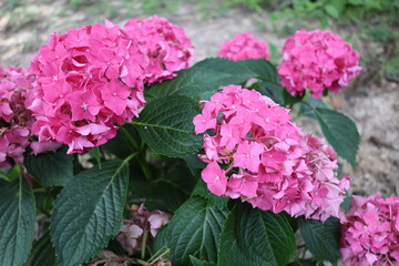 pink hydrangea flowers