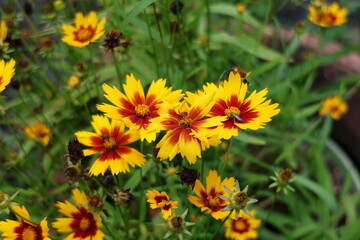 yellow flowers in the garden