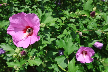 pink flowers in the garden