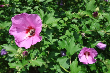 pink and purple flowers