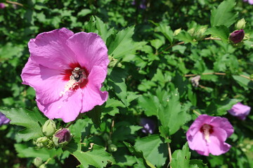 bee on a flower