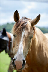 Fototapeta premium eye of a brown horse with flies bothering the horse