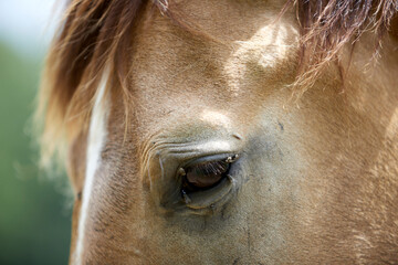 eye of a brown horse with flies bothering the horse