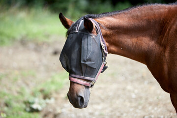 The head of a brown horse with flies bothering it. It is wearing a fly repellent.