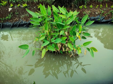 one type of aquatic plant, thalia geniculata