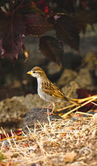 sparrow on a branch