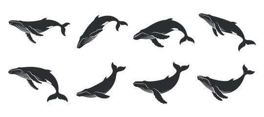 Humpback Whale Silhouette Collection in Various Poses for Marine Biology and Ocean Conservation Projects