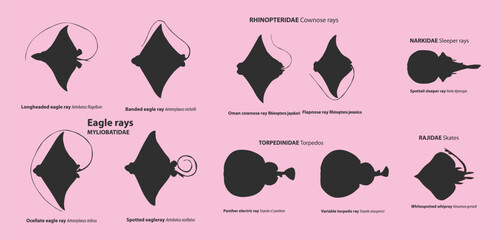 Rays and Skates Silhouette Vector Set  Cownose, Eagle Sleeper Torpedo Whipray Scientific Species © Wasimbhatti
