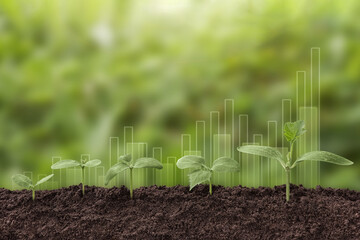 Plant growth evolution from seed to sapling. Young green seedling are growing from the rich soil in...