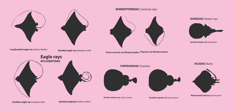 Rays and Skates Silhouette Vector Set  Cownose, Eagle Sleeper Torpedo Whipray Scientific Species