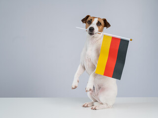 Jack Russell Terrier dog holding a german flag on a white background. 