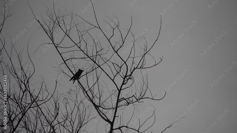Poster a bird is perched on a tree branch. the branch is bare and the sky is cloudy. the bird is black and 