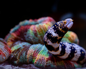 snowflake moray (Echidna nebulosa) in front of coral