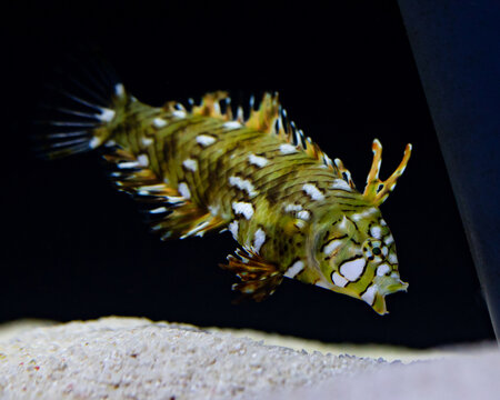 Juvenile Dragon Wrasse, Novaculichthys taeniourus